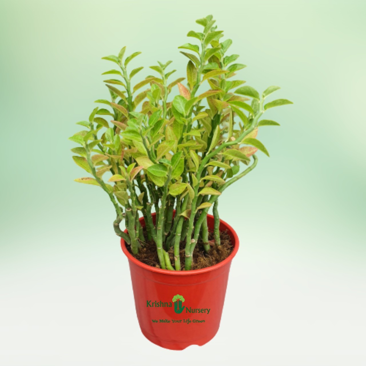 pethilanthus-plant