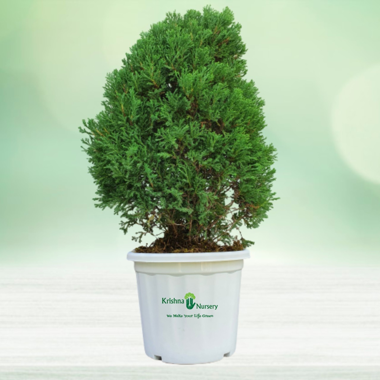 juniperus-plant