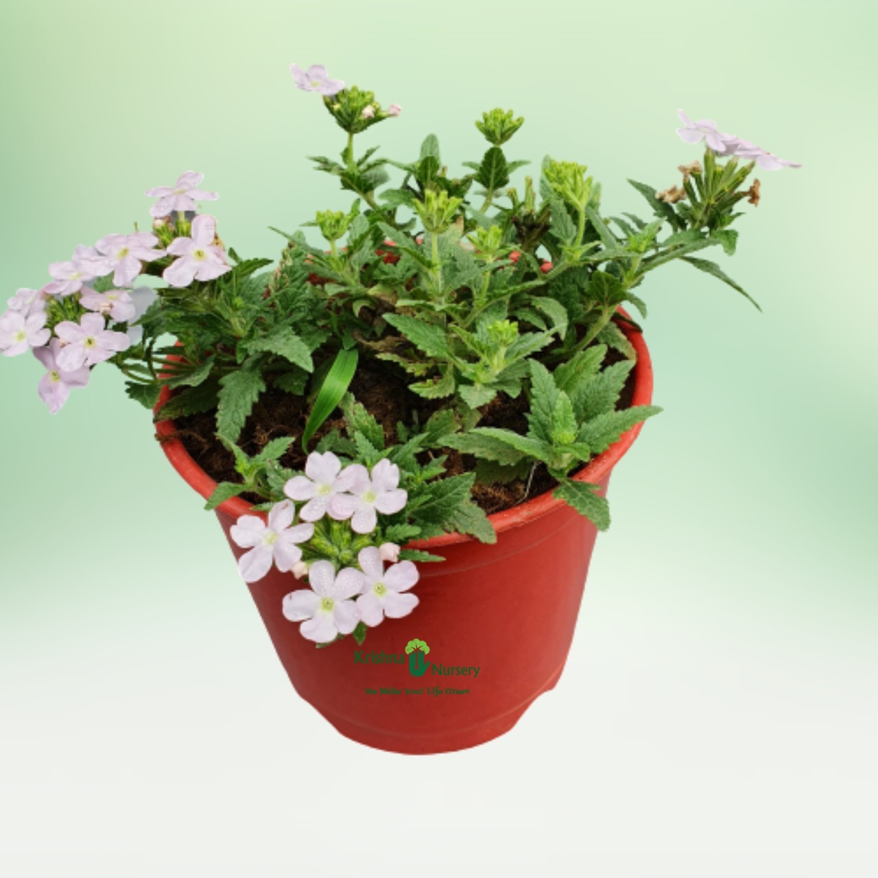 verbena-flower-plant