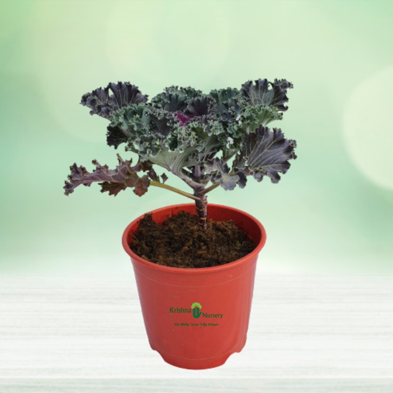kale-plant