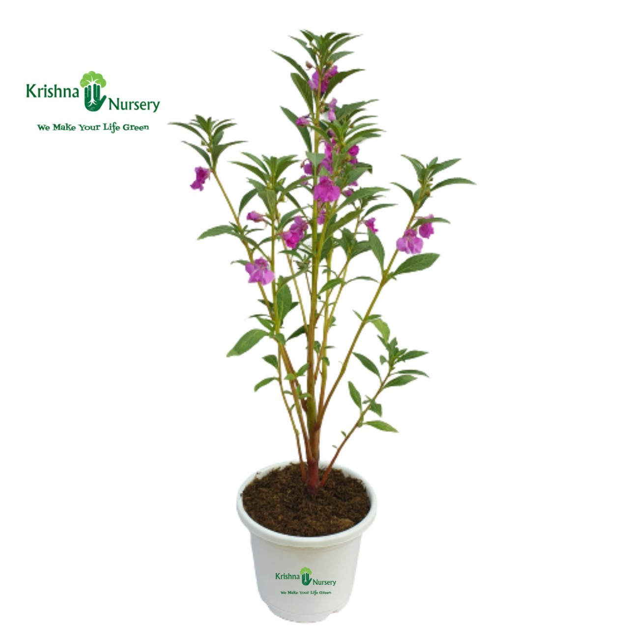 balsam-plant