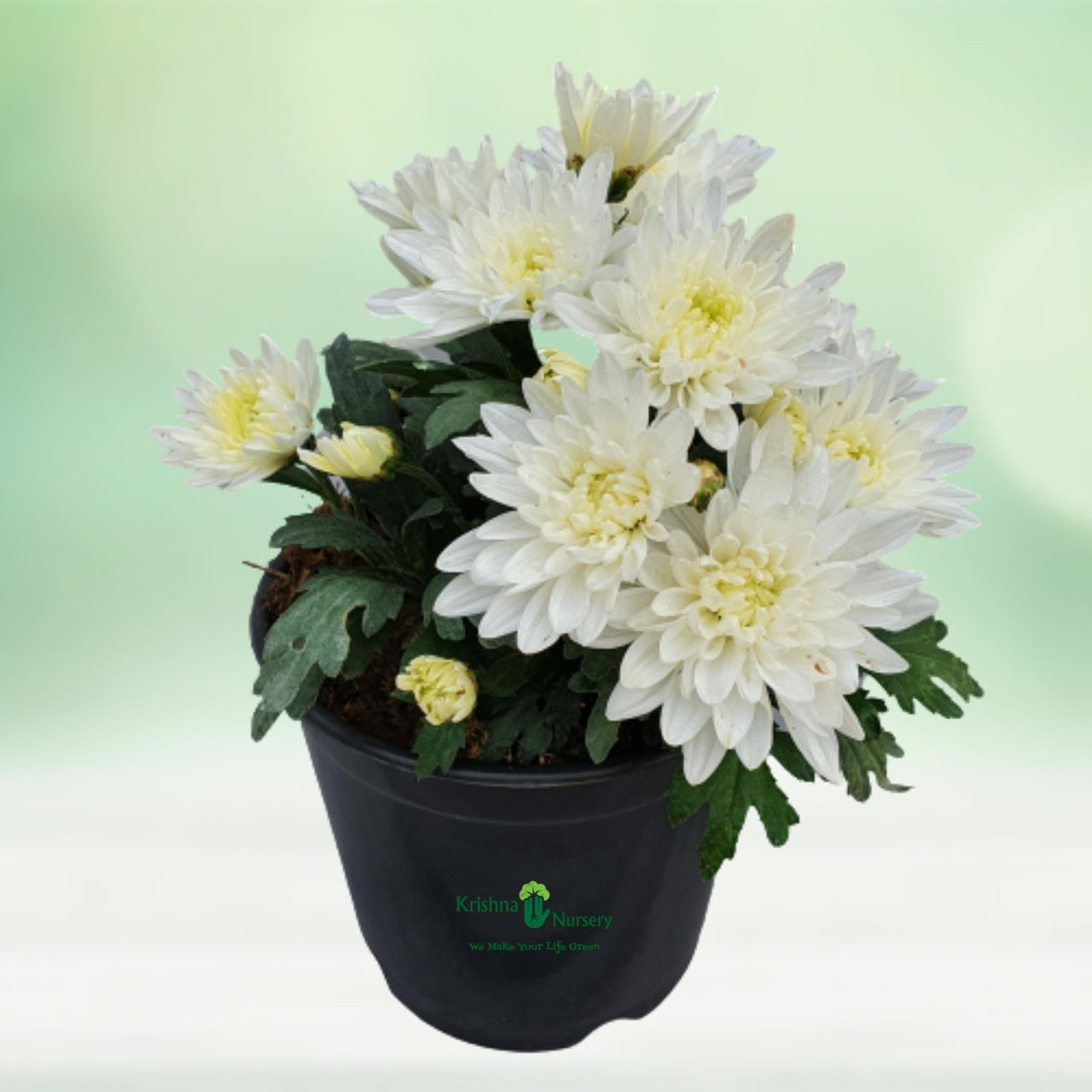 Chrysanthemum Flower Plant Pot Colour & Poly Bag Black Pot Pot Size 6 Inch