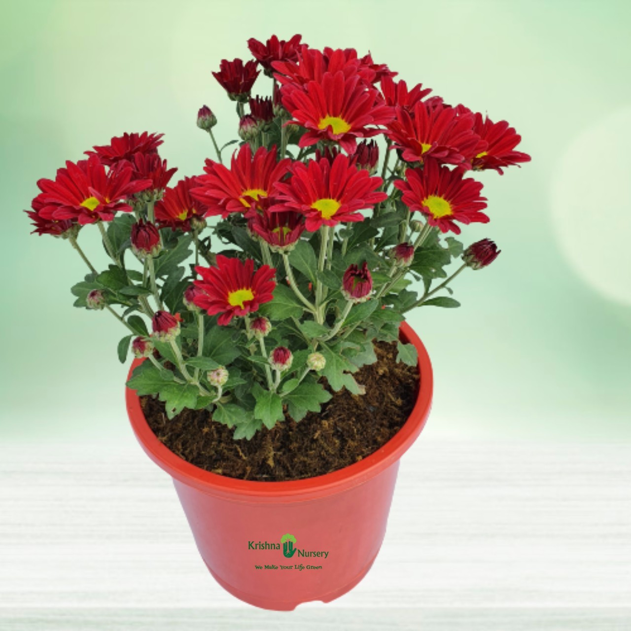 Chrysanthemum Flower Plant Pot Colour & Poly Bag Red Pot Pot Size 6 Inch