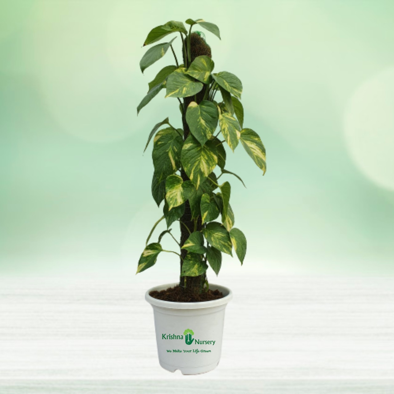 green-money-plant