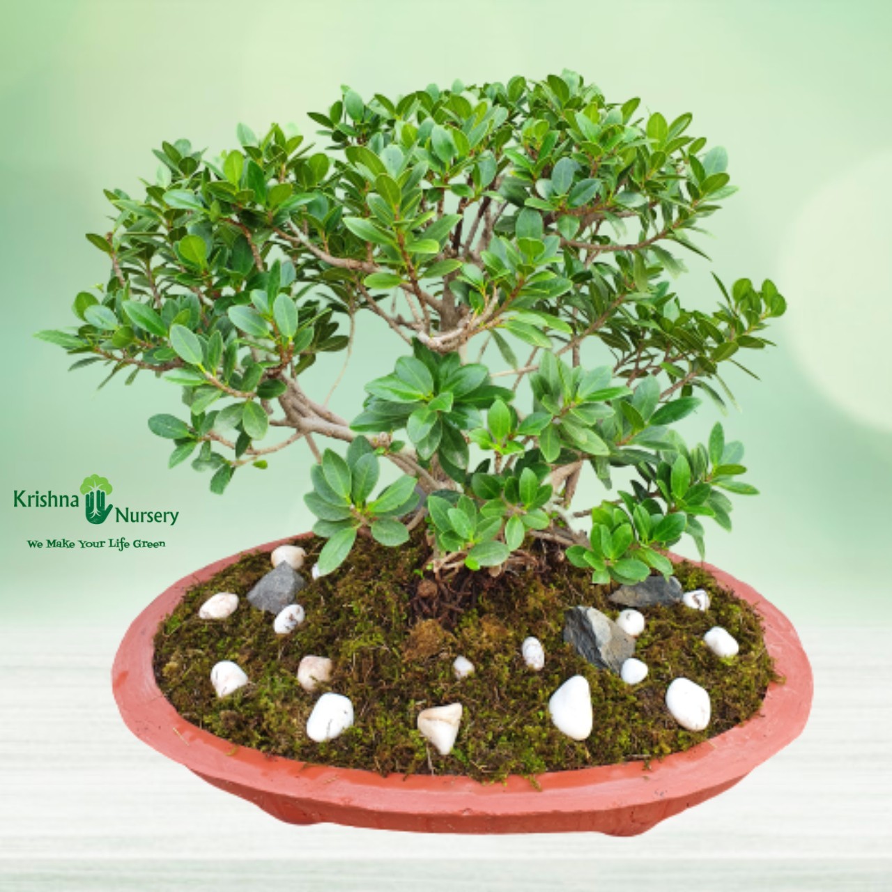 ficus-long-island-bonsai