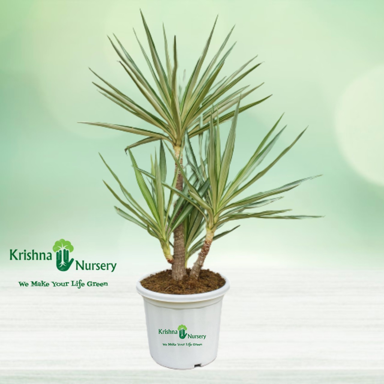silver-yucca-bonsai-plant