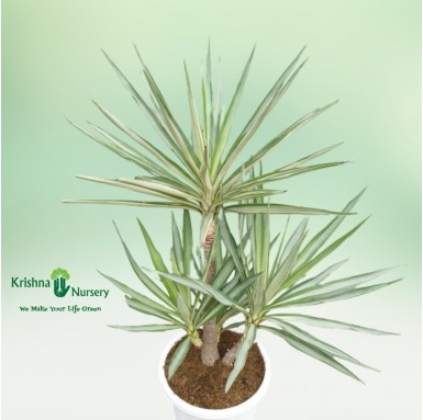 Silver Yucca Bonsai Plant - Bonsai Plants -  - silver-yucca-bonsai-plant -   