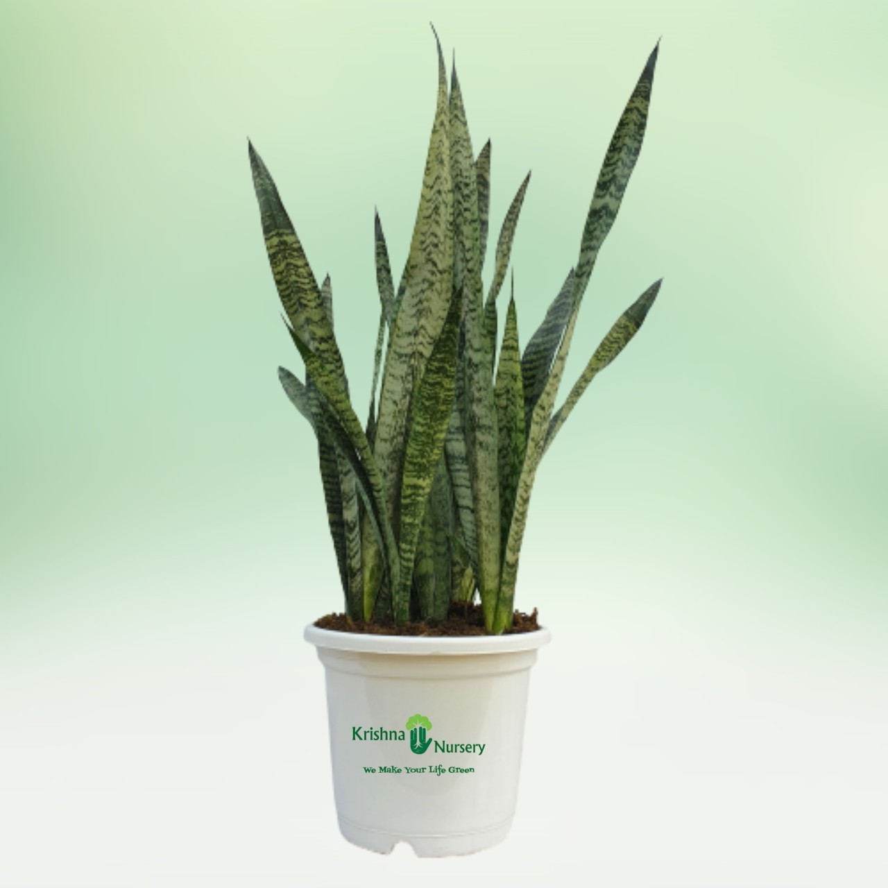 sansevieria-futura-robusta-snake-plant