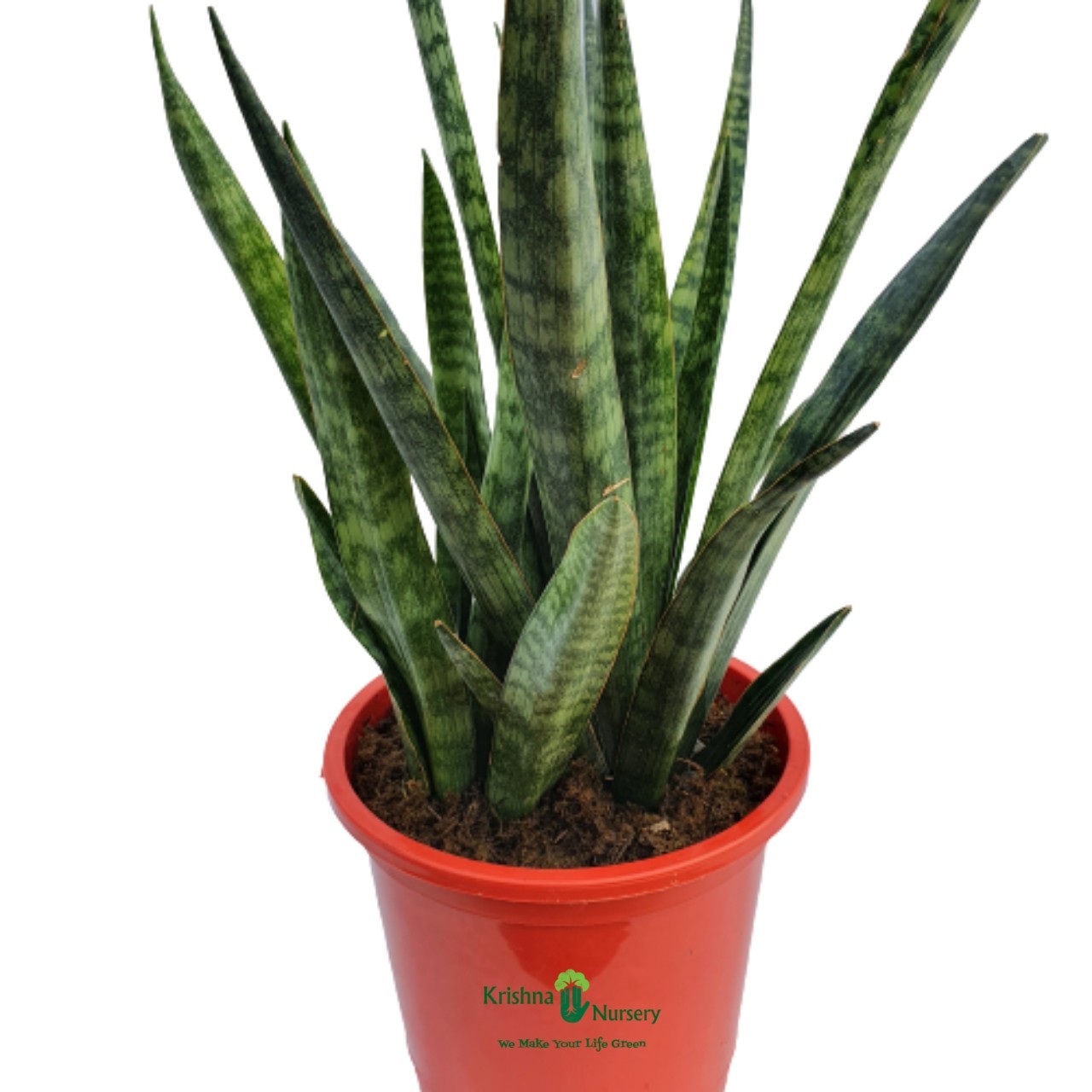 Sansevieria Cylindrica (Snake Plant) Pot Colour & Poly Bag Red Pot Pot ...