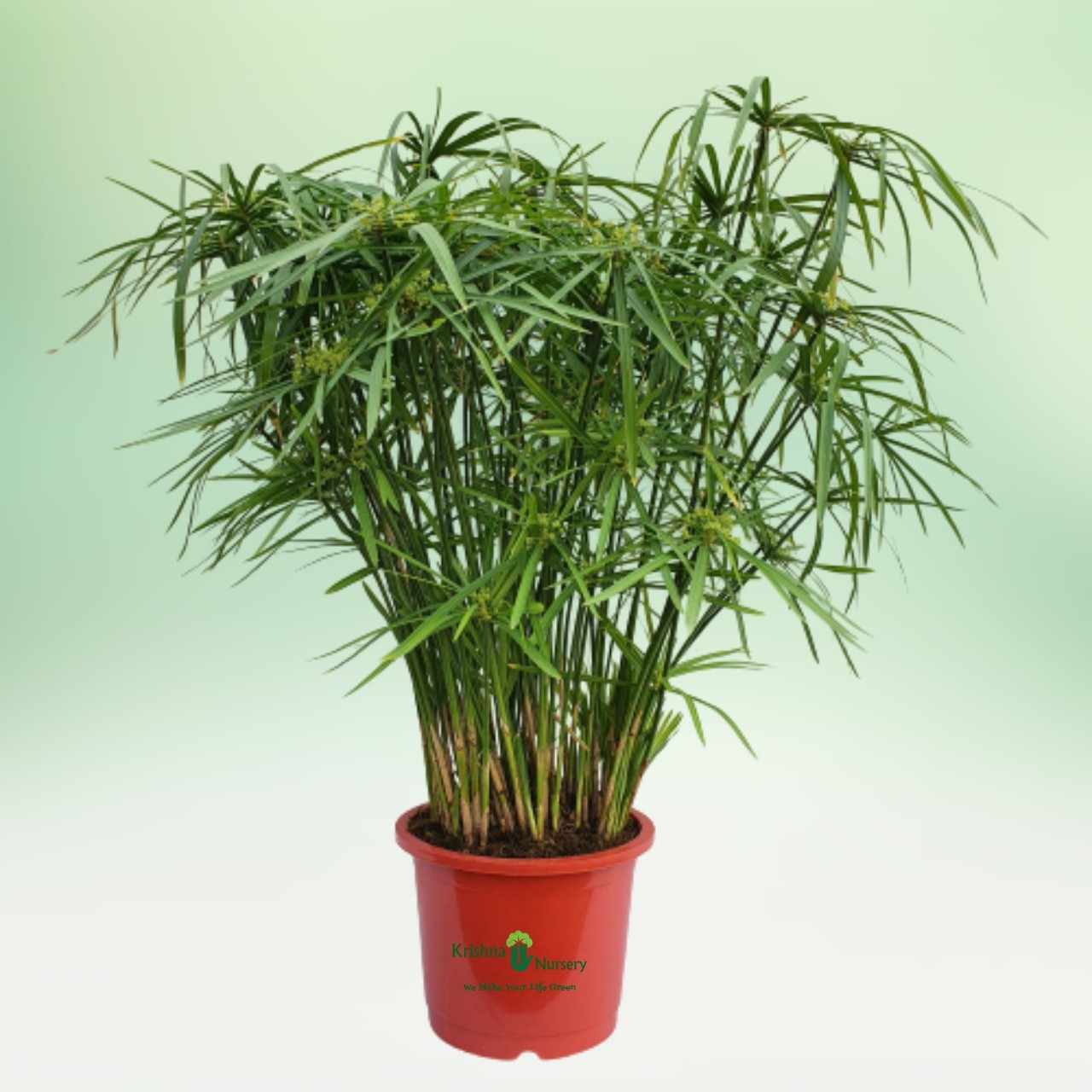 umbrella-palm-cyperus-alternifolius