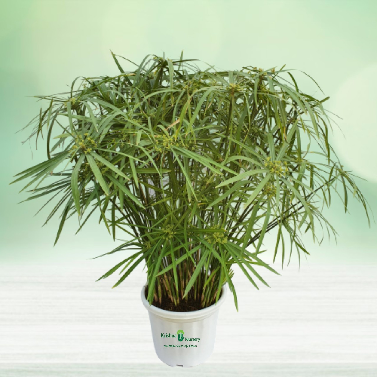 Umbrella Palm (Cyperus Alternifolius) Pot Colour & Poly Bag White Pot