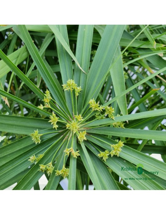 Umbrella Palm (Cyperus Alternifolius) Pot Colour & Poly Bag White Pot