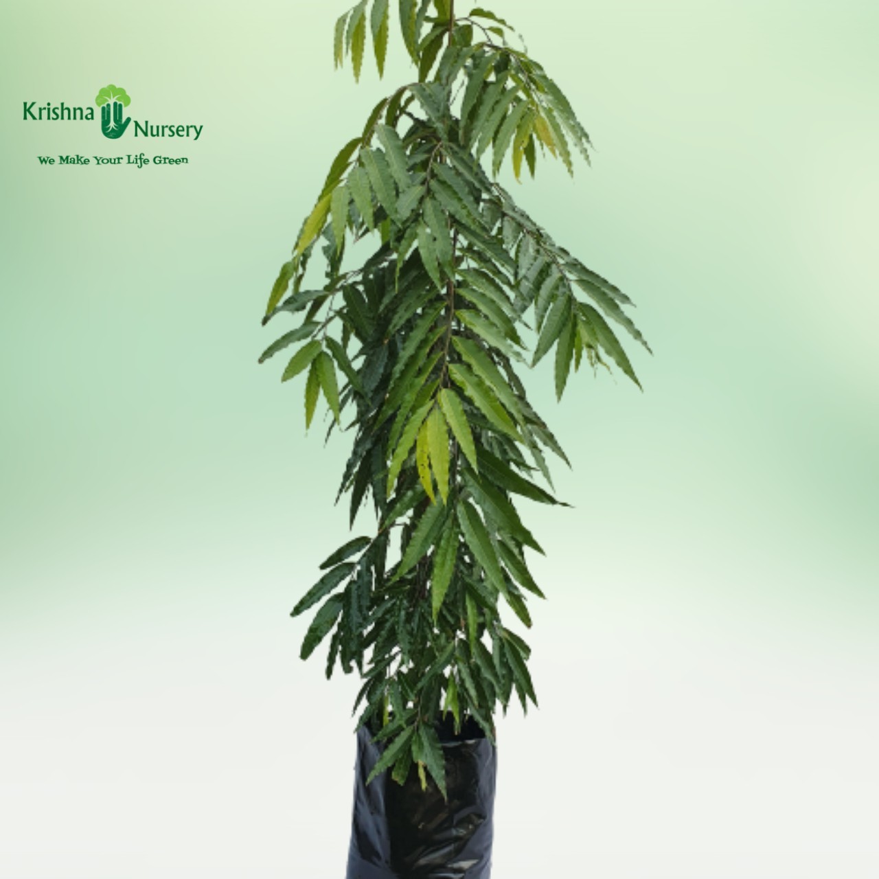 ashoka tree (saraca asoca) - timber plants