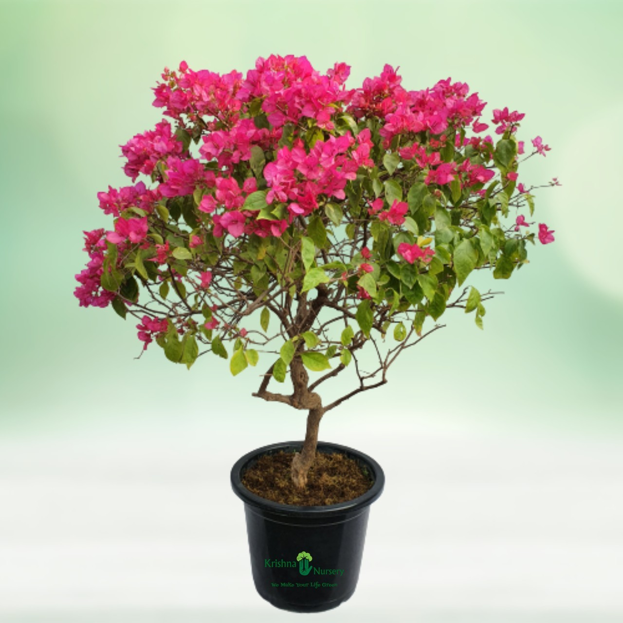 bougainvillea-pink-flower-plant