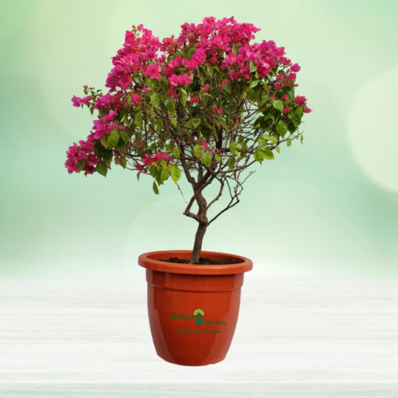 bougainvillea-pink-flower-plant