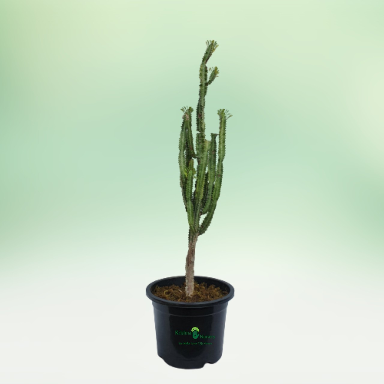 cactus-plant