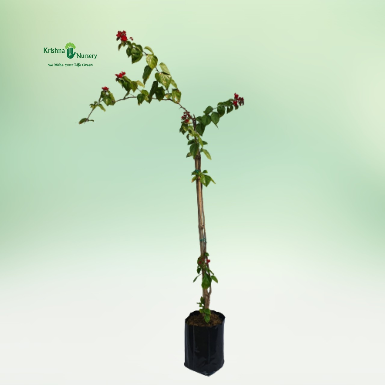 bougainvillea-creeper-plant