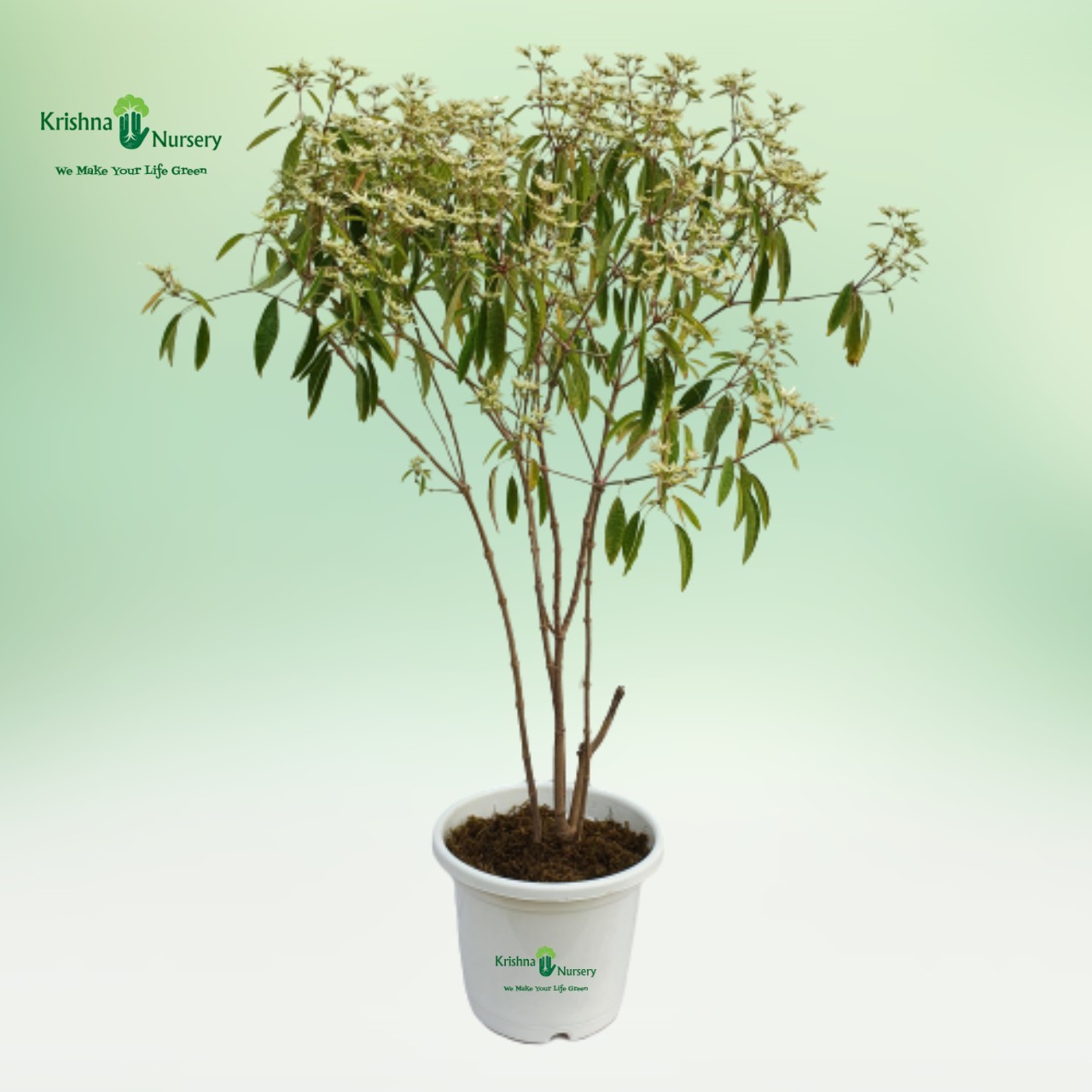 white-poinsettia-plant