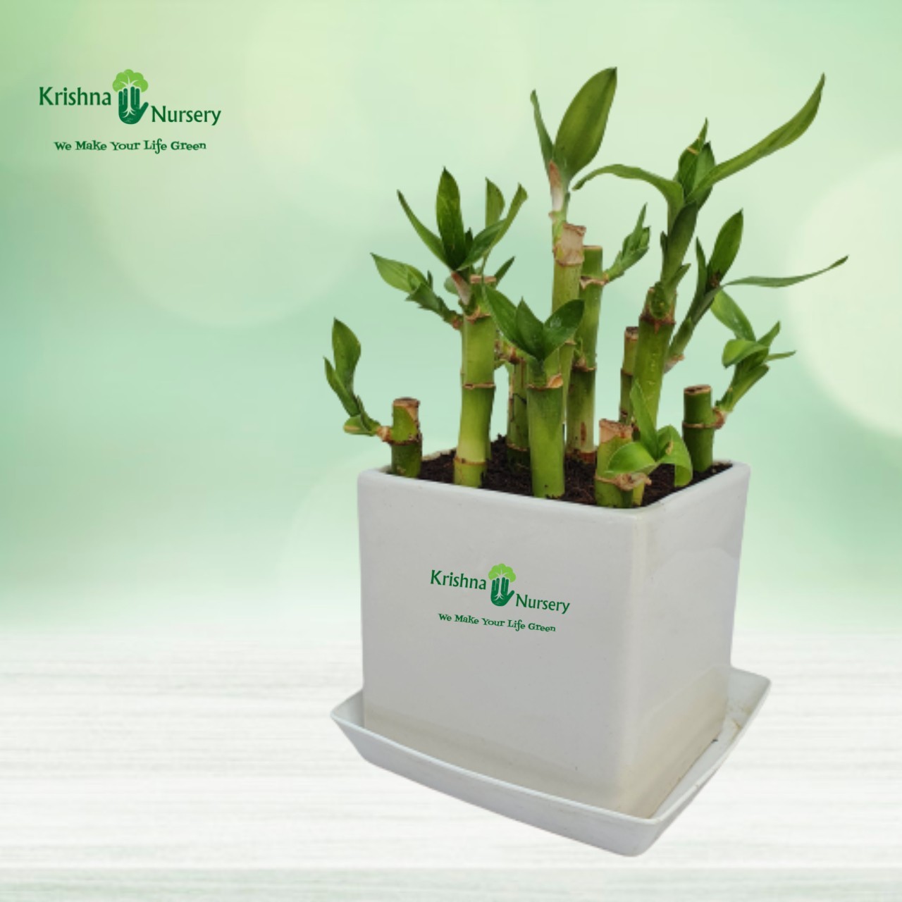 Lucky Bamboo Plant Pot Colour & Poly Bag White Pot Pot Size 4 Inch