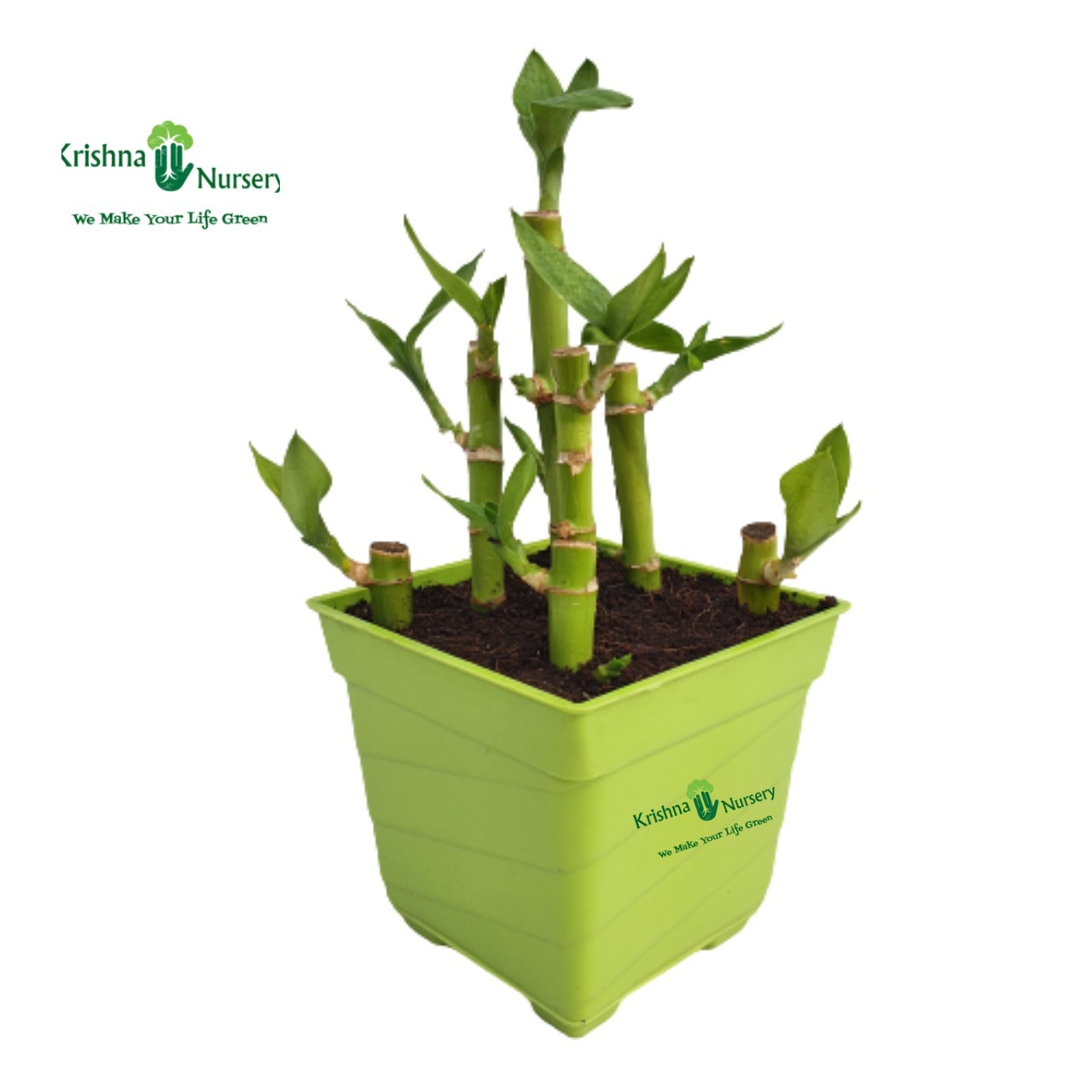 Lucky Bamboo Plant Pot Colour & Poly Bag Green Pot Pot Size 4 Inch