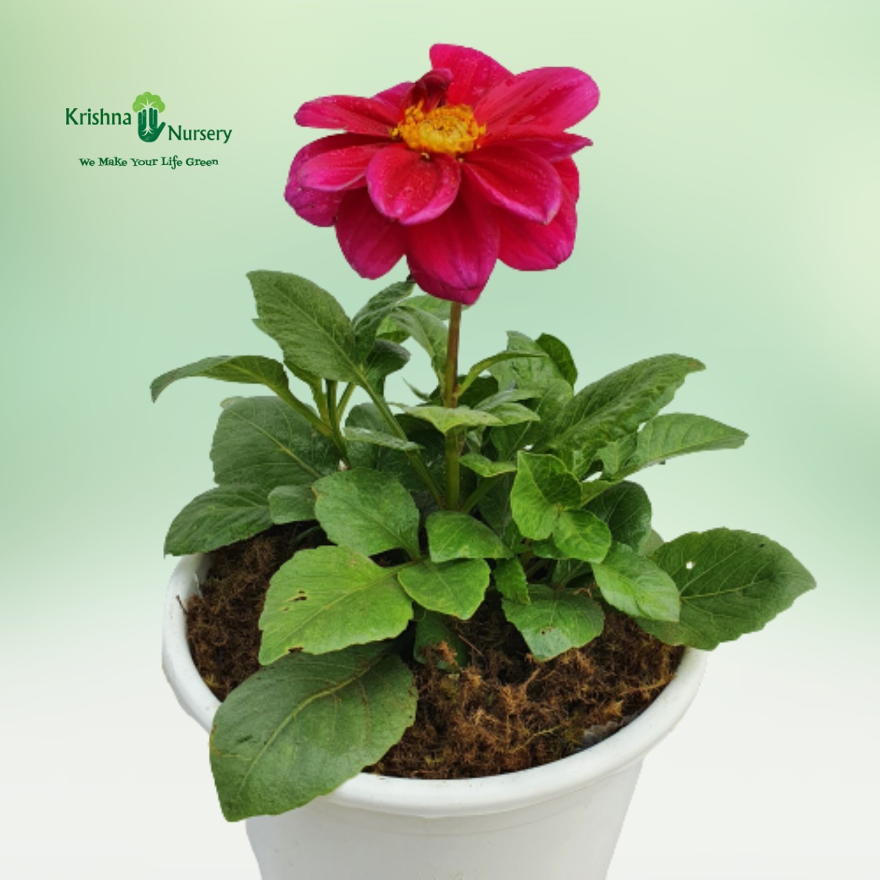 miniature-dahlia-plant