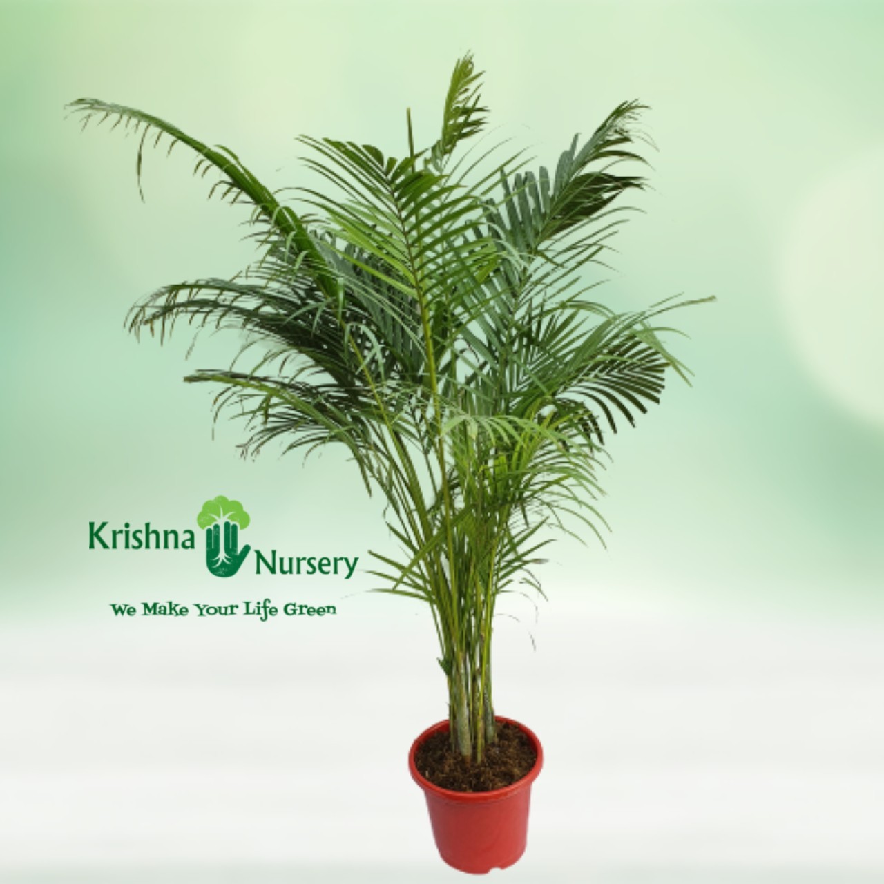 Areca Palm Pot Colour & Poly Bag Red Pot Pot Size 10 Inch