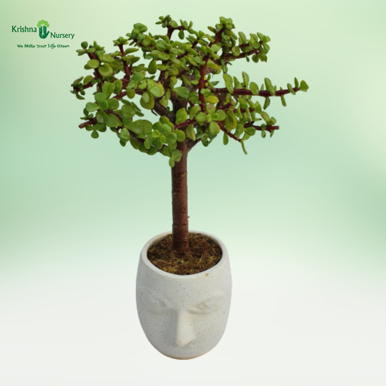 Jade Bonsai - Bonsai Plants -  - jade-bonsai -   