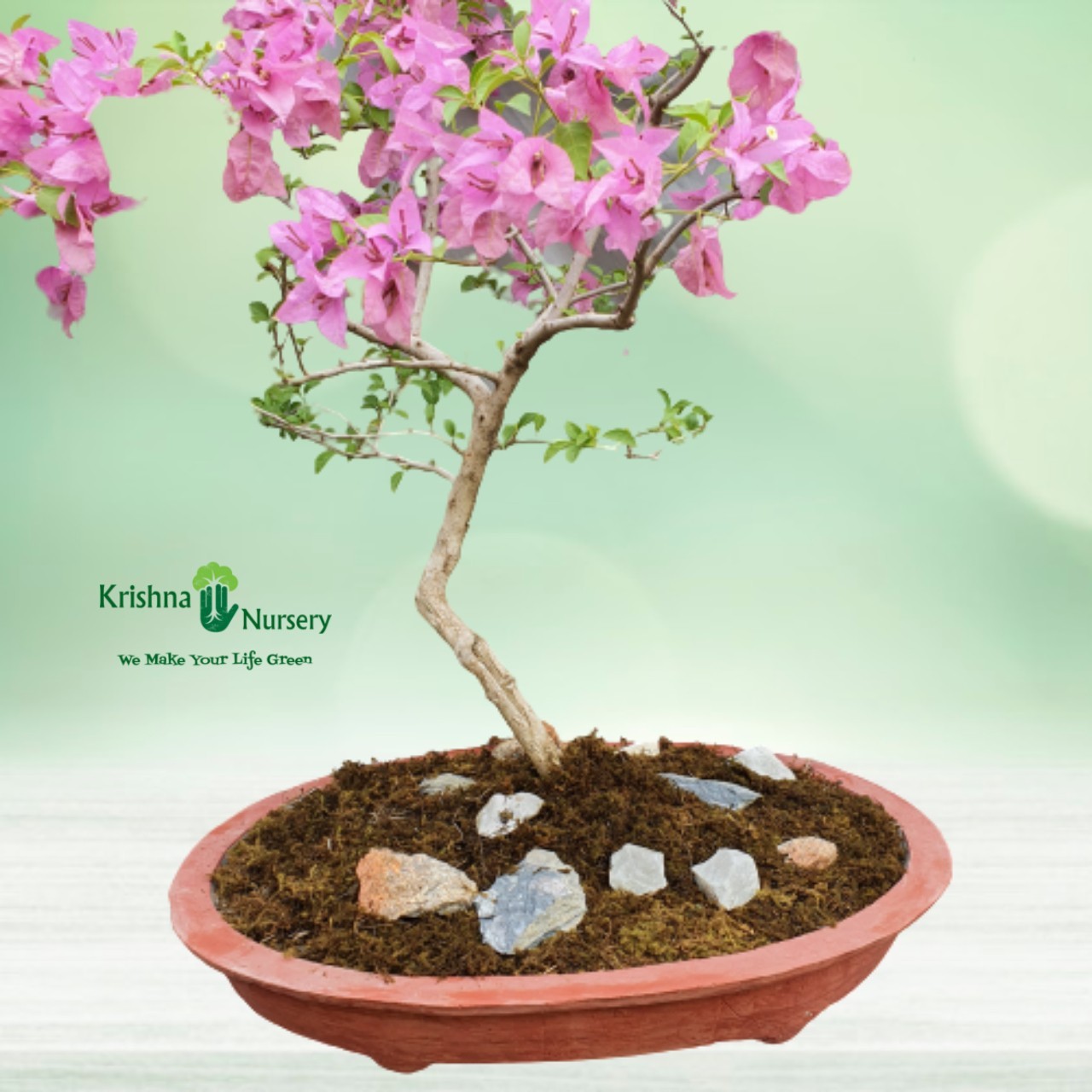 Bougainvillea Bonsai