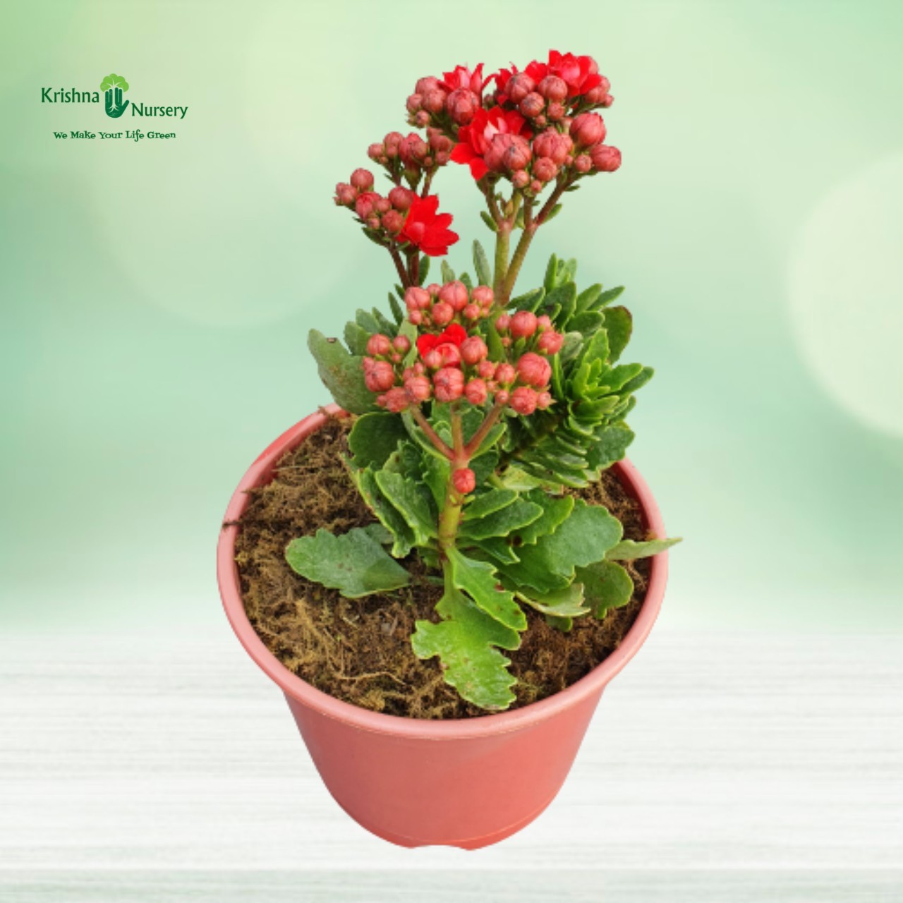 dwarf-kalanchoe-flower-plant