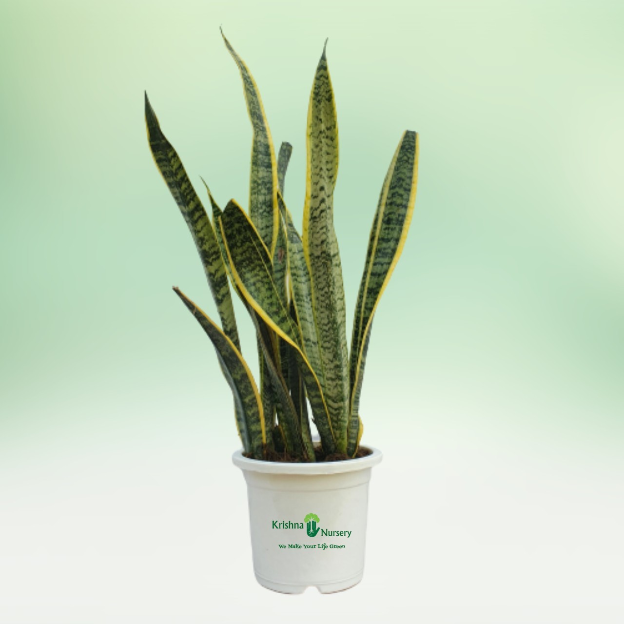 snake-plant-with-10-pot