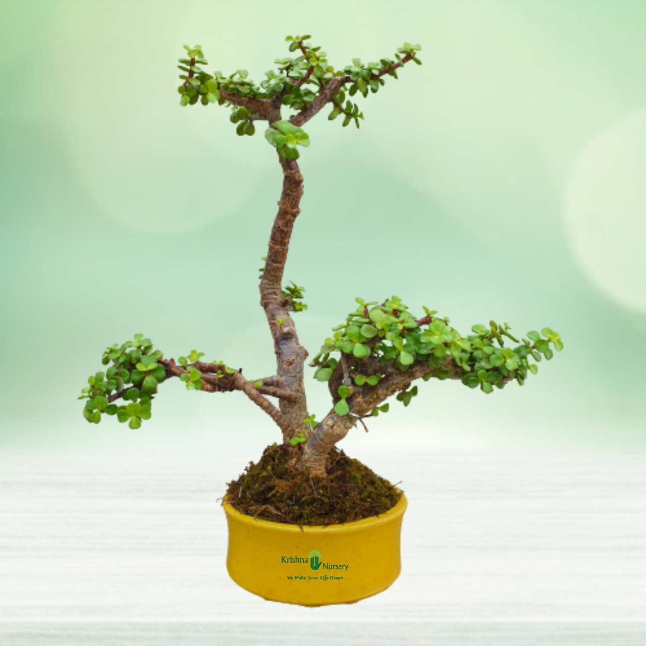 miniature-jade-bonsai