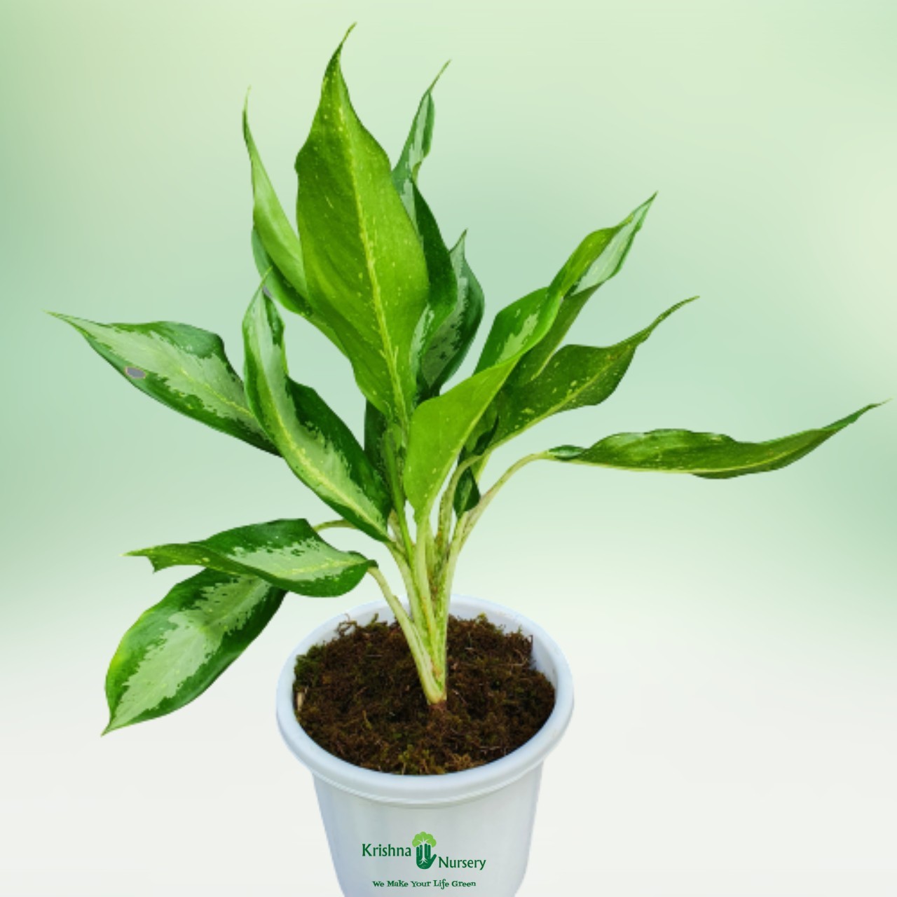 aglaonema-parrot-plant