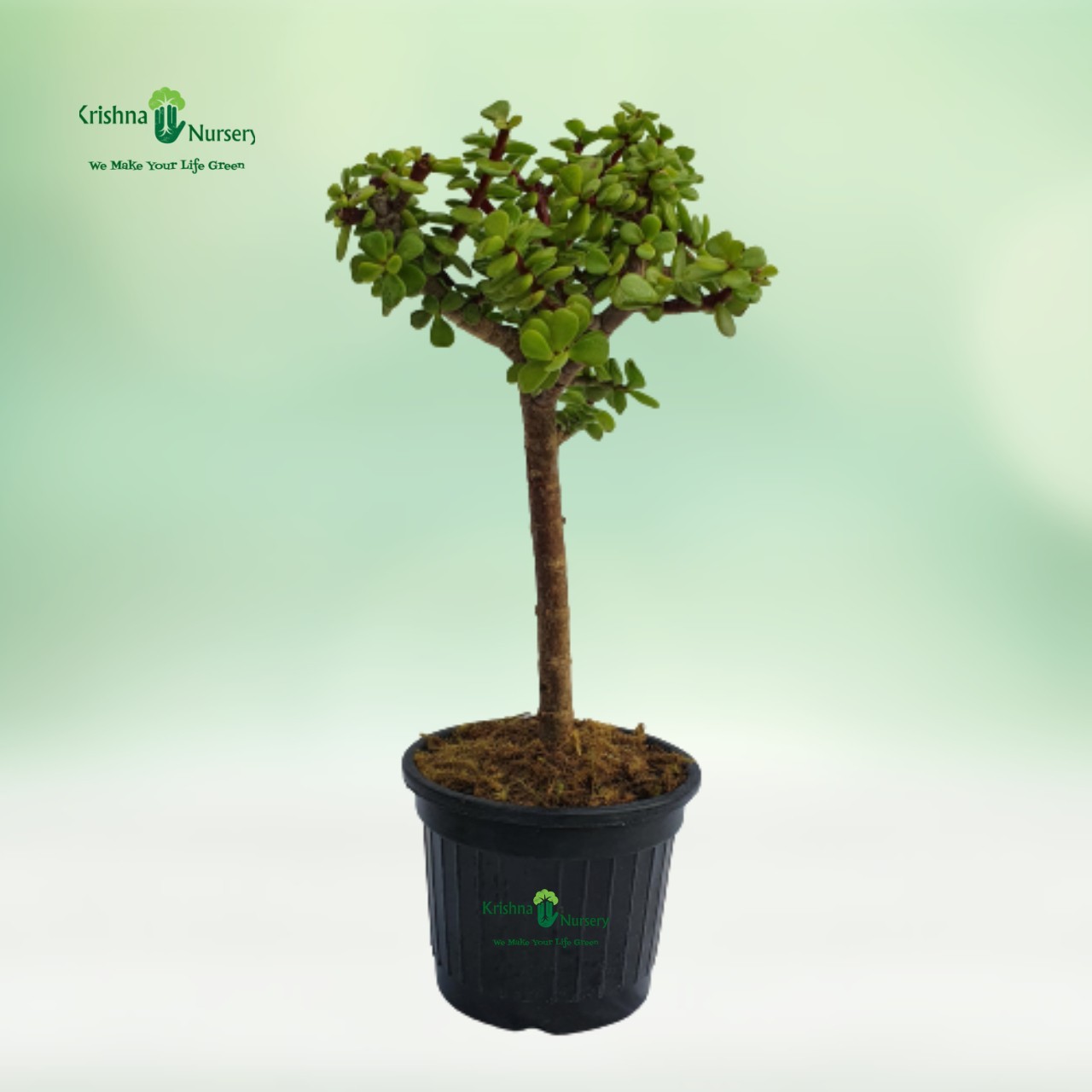 jade-bonsai