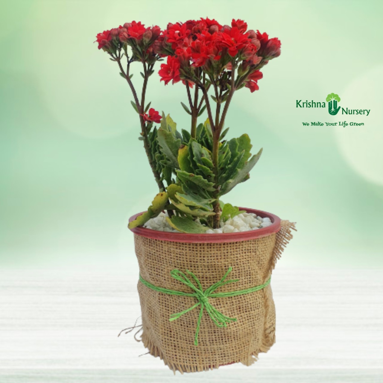 dwarf-kalanchoe-gifting-plant
