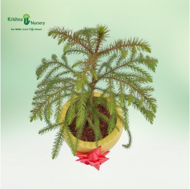 Small Araucaria Plant - Gifting Plants -  - small-araucaria-plant -   