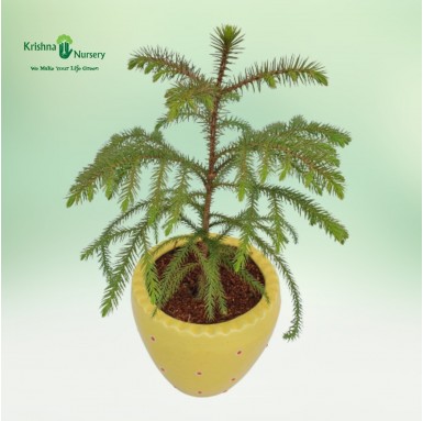 Small Araucaria Plant - Gifting Plants -  - small-araucaria-plant -   