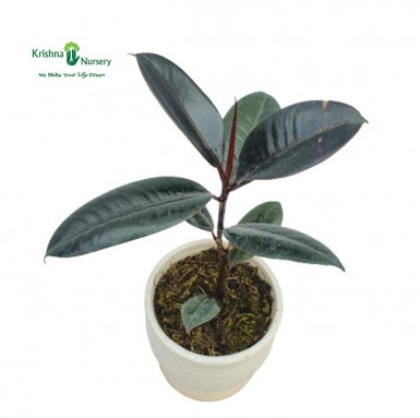 Rubber Plant - Gifting Plants -  - rubber-plant -   