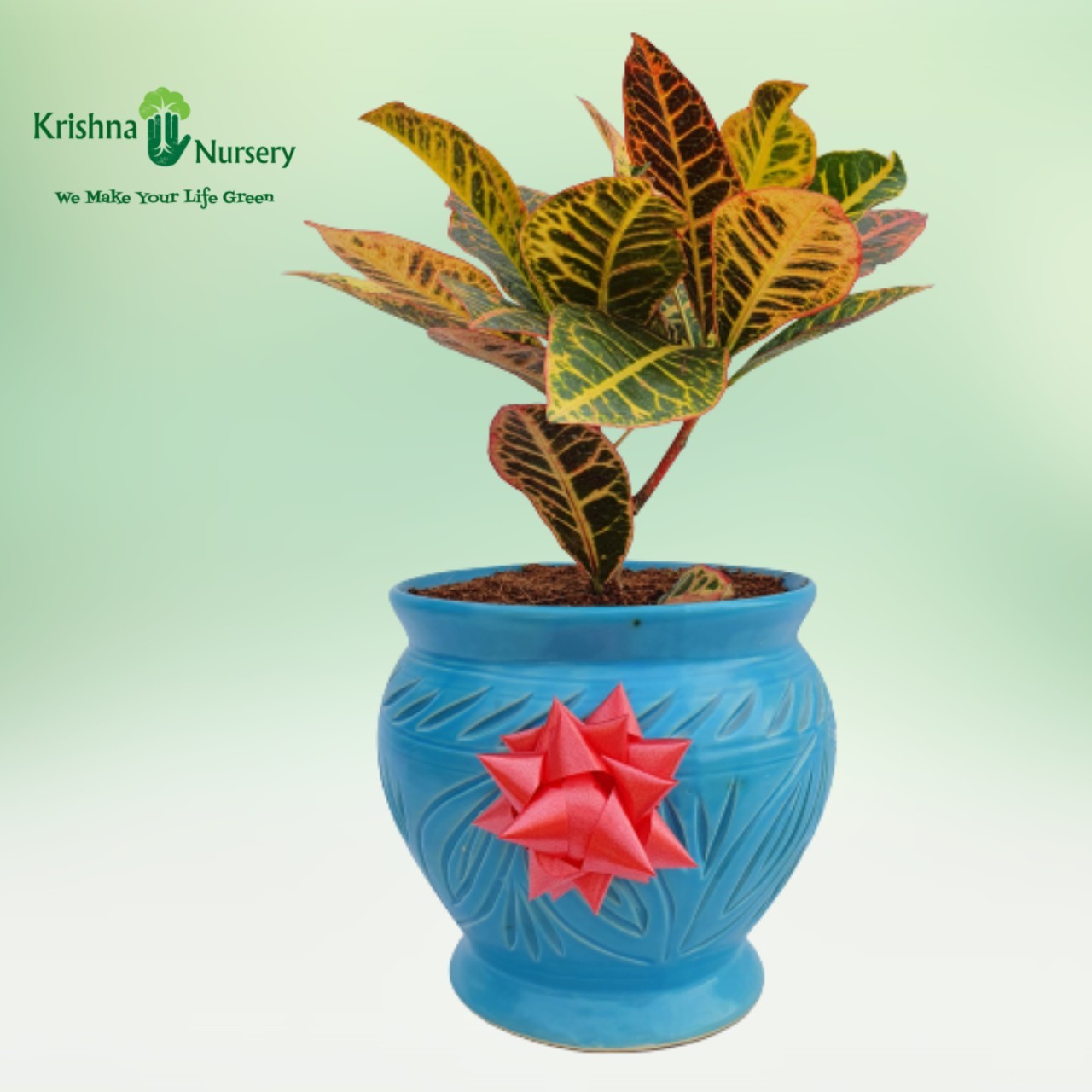 Croton Petra with Ceramic Pot - Gifting Plants -  - croton-petra-with-ceramic-pot -   