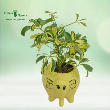 Mini Schefflera with Elephant Pot - Gifting Plants -  - mini-schefflera-with-elephant-pot -   
