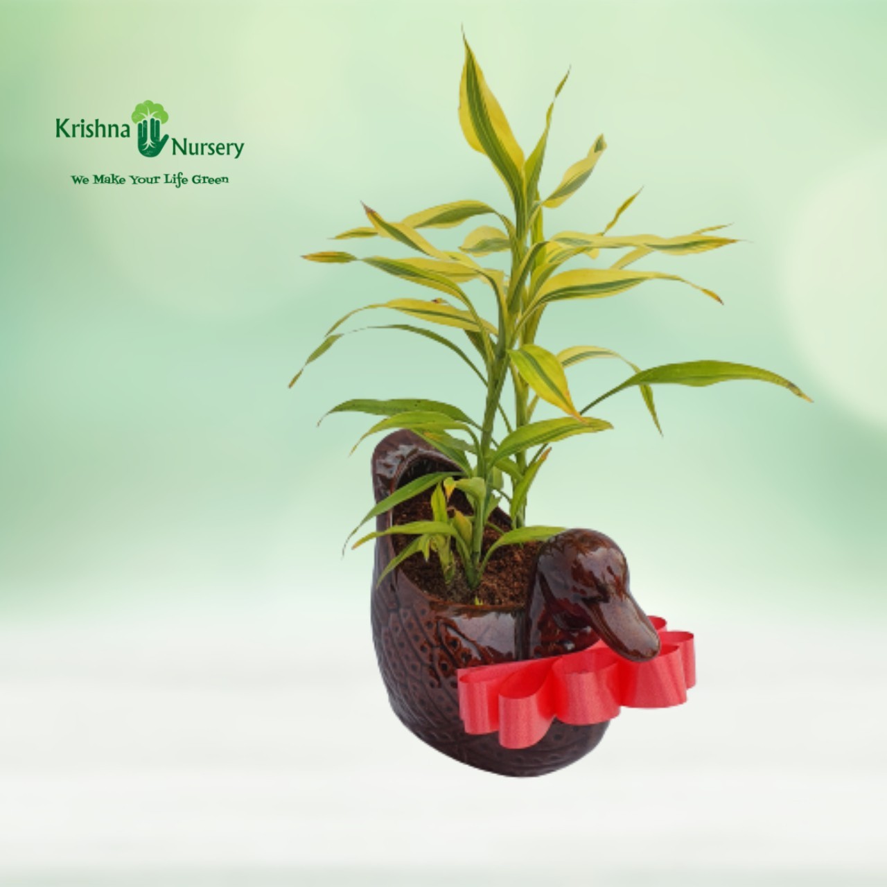 Lucky Bamboo Plant with Duck Pot - Gifting Plants -  - lucky-bamboo-plant-with-duck-pot -   