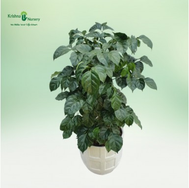 Radermachera Sinica Plant - Indoor Plants -  - radermachera-sinica-plant -   