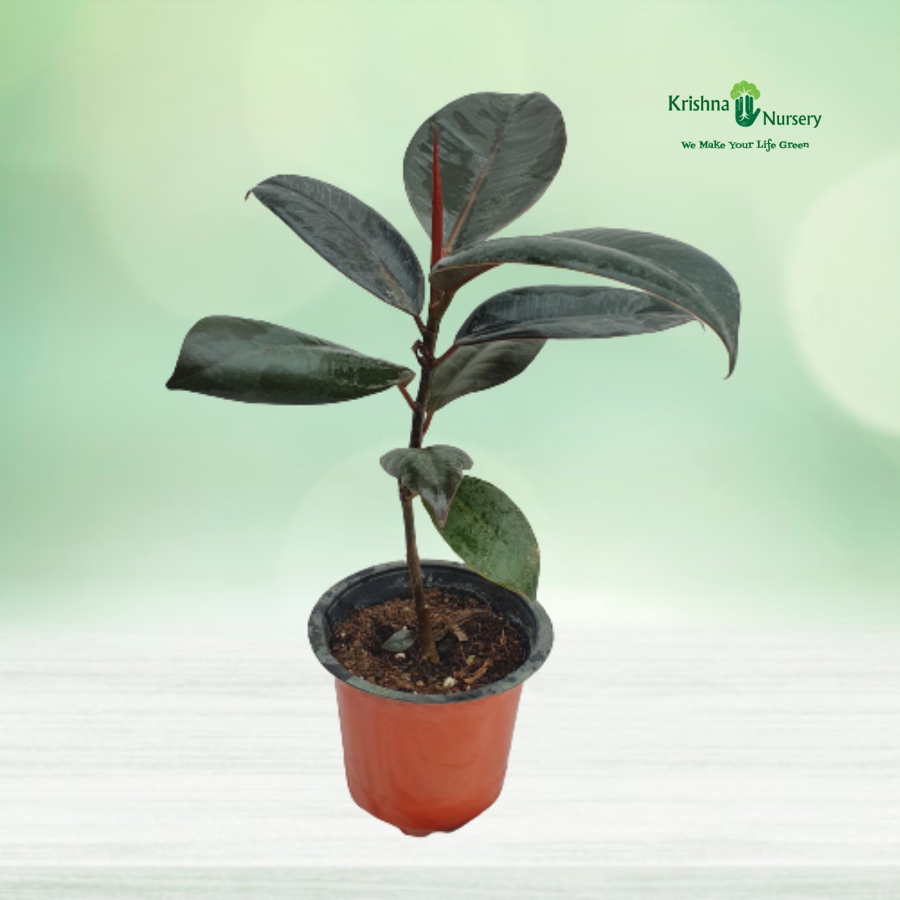 rubber-plant-4-pot