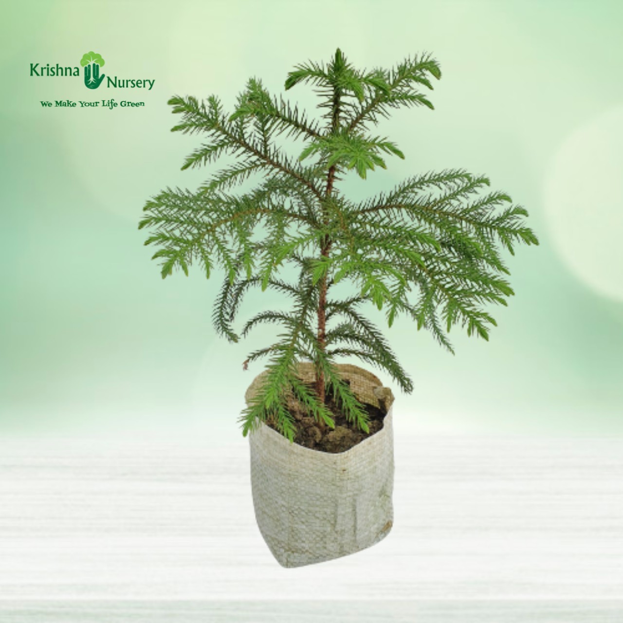 araucaria-plant-with-polybag