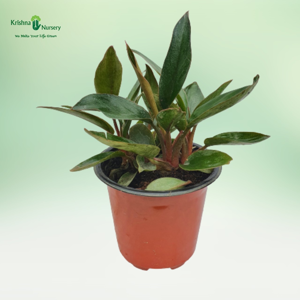Philodendron Red Plant - Green Wall Plants -  - philodendron-red-plant -   