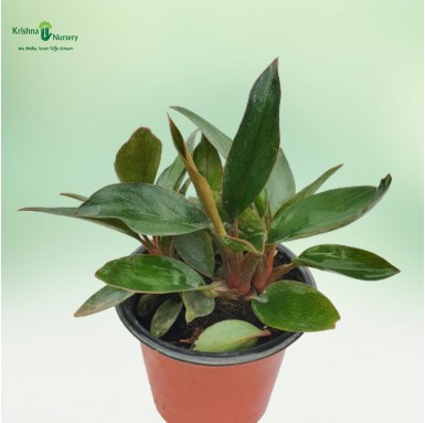 Philodendron Red Plant - Green Wall Plants -  - philodendron-red-plant -   