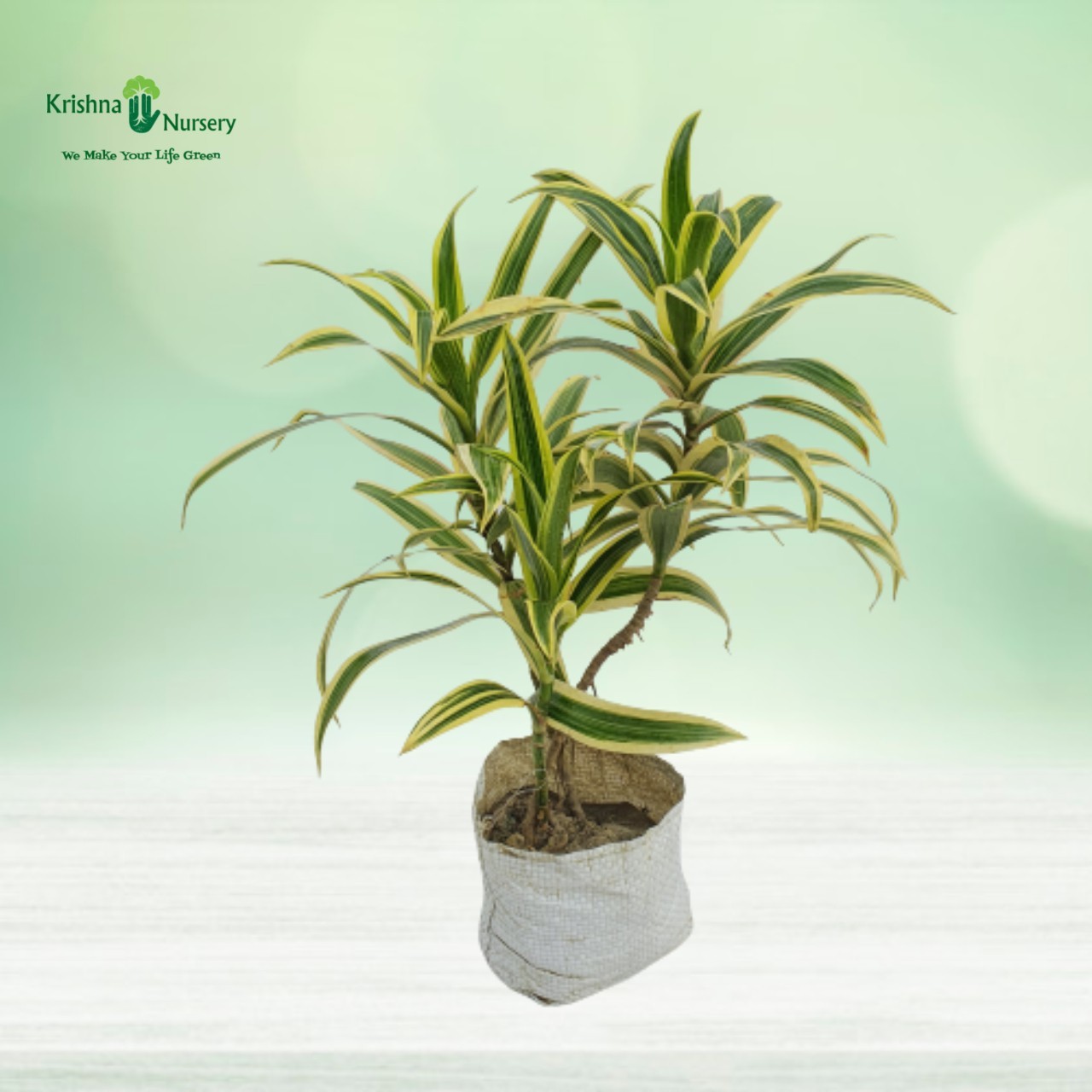 song-of-india-plant-with-4-inch-polybag