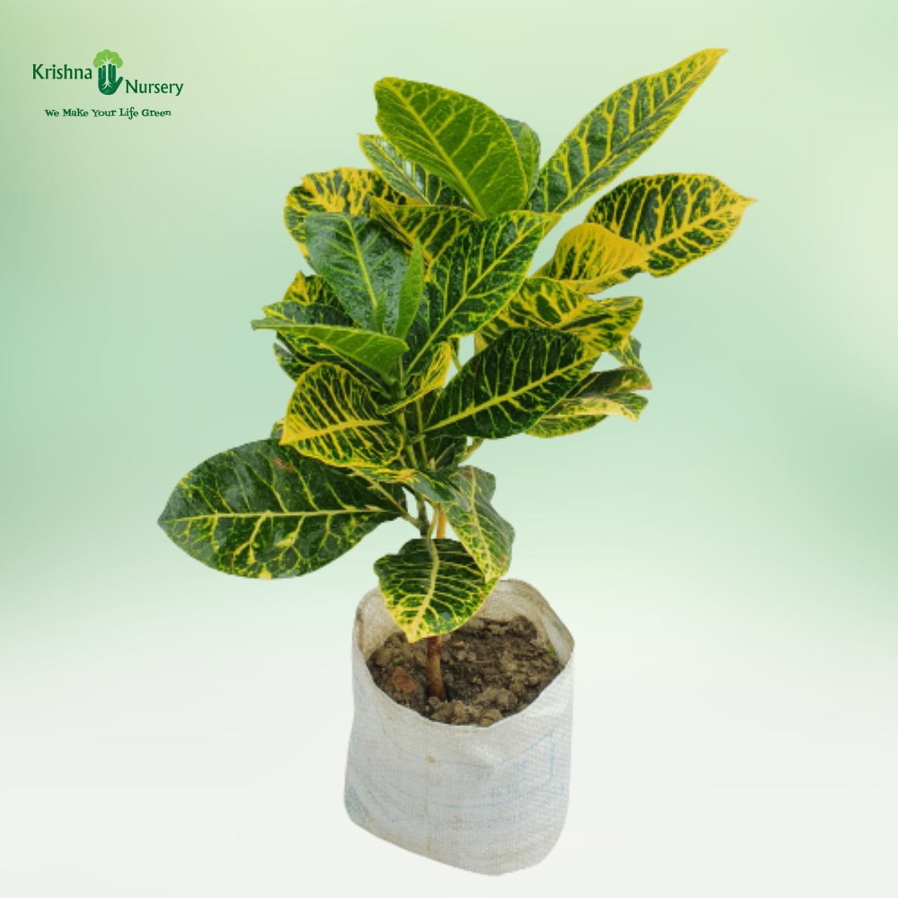 croton-petra-plant