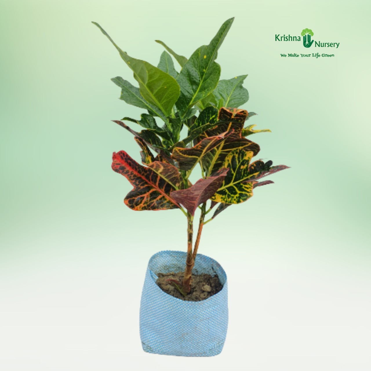 oakleaf-croton-plant