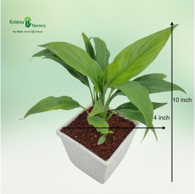 Peace Lily Plant - Gifting Plants -  - peace-lily-plant -   