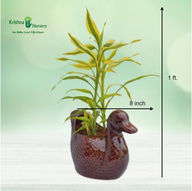 Lucky Bamboo Plant with Duck Pot - Gifting Plants -  - lucky-bamboo-plant-with-duck-pot -   